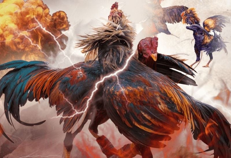 Gà chọi thu hút giới đỏ đen Casino