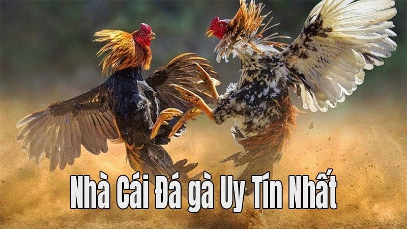 Gà chọi có nhiều phương thức tham gia