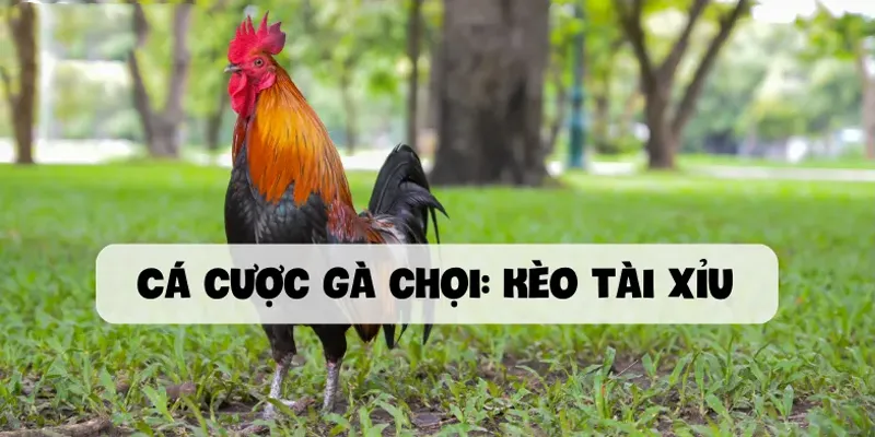 Cá cược gà chọi Kèo tài xỉu
