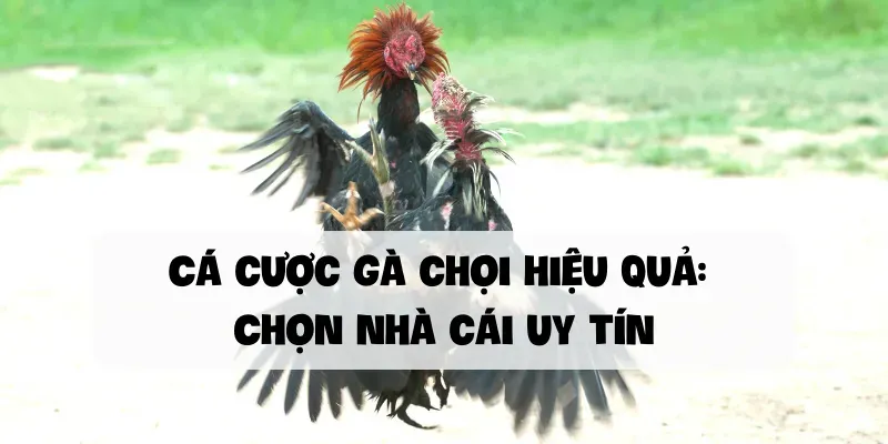 Cá cược gà chọi hiệu quả Chọn nhà cái uy tín
