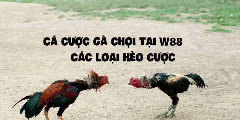 Cá cược gà chọi tại W88 Các loại kèo cược