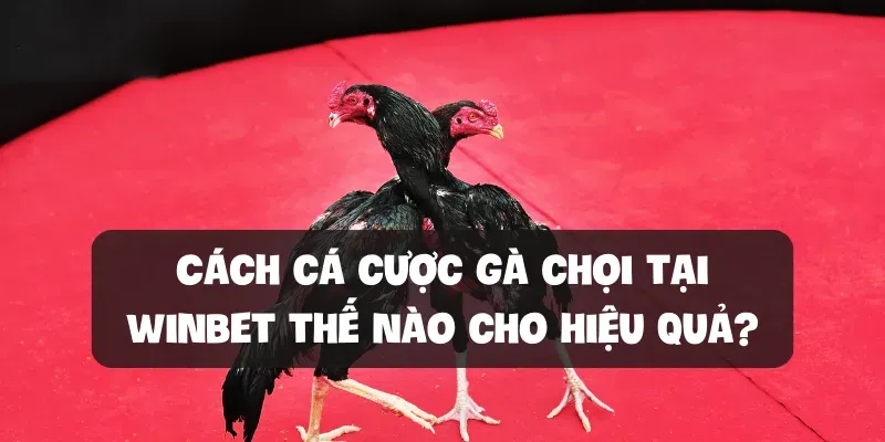 Theo dõi thông tin về các trận đấu