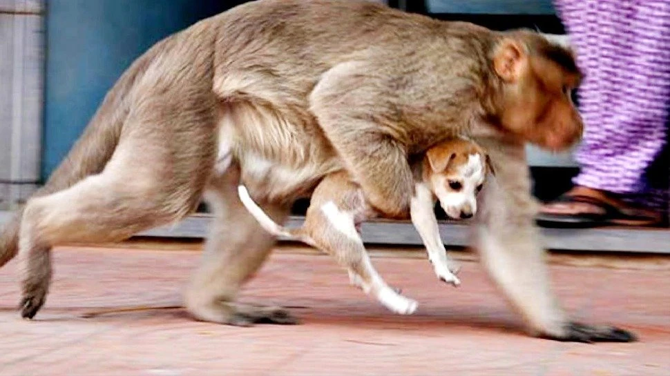 Năm Mơ Thấy Khỉ Rượt Đánh Con Gì?