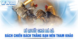 Bí Quyết Chơi Đá Gà Bách Chiến Bách Thắng Bạn Nên Tham Khảo