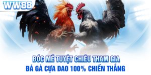 Bóc Mẽ Tuyệt Chiêu Tham Gia Đá Gà Cựa Dao 100% Chiến Thắng