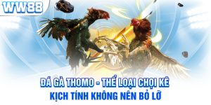 Đá Gà Thomo - Thể Loại Chọi Kê Kịch Tính Không Nên Bỏ Lỡ