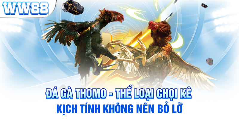 Đá Gà Thomo - Thể Loại Chọi Kê Kịch Tính Không Nên Bỏ Lỡ