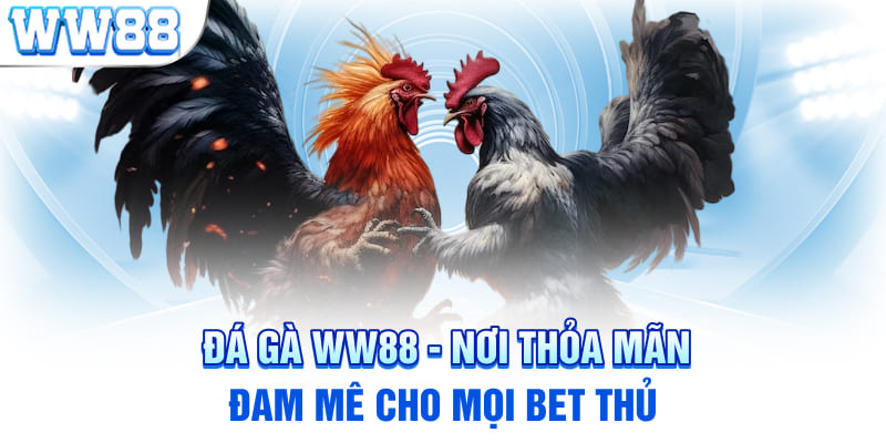 Đá gà WW88 - Nơi thỏa mãn đam mê cho mọi bet thủ