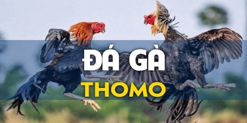 Những thể loại đá gà Thomo nhiều người tham gia tại WW88